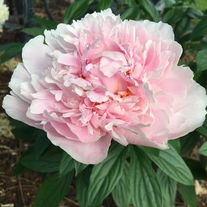 Meet your Posher, Jill